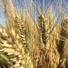 wheat imports will remain zero